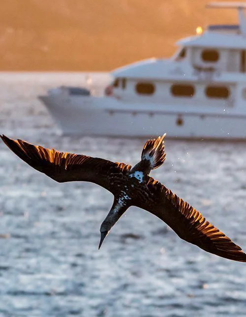 Seabird soaring over the water off the Galápagos Islands