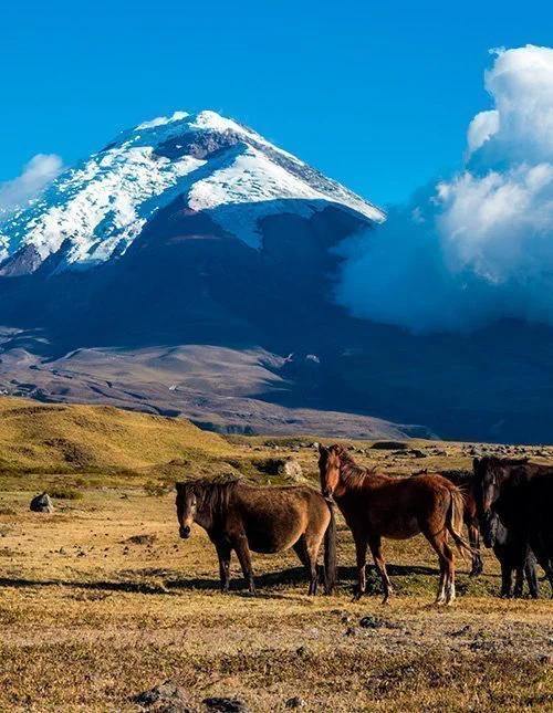 A herd of wild horses on the plain in front of the Cotopaxi volcano in Ecuador