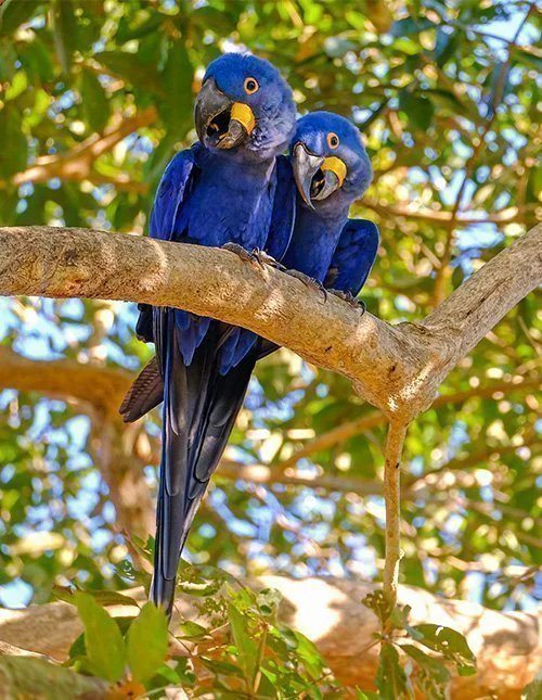Two blue parrots perched on a branch in the Amazon