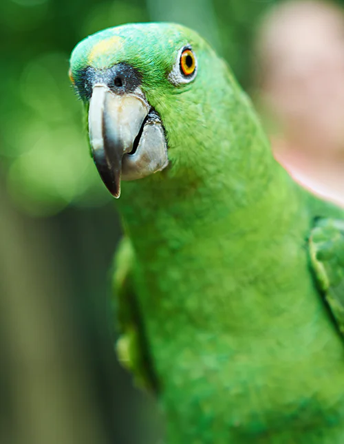 Close-up of a green parrot