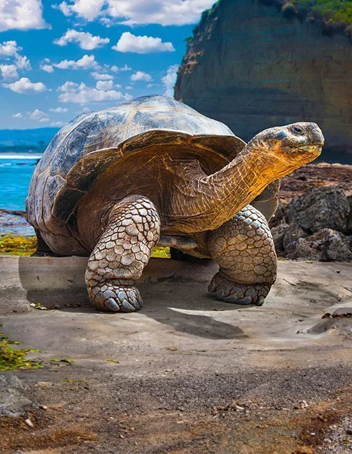 Galapagos tortoise on the Galapagos Islands