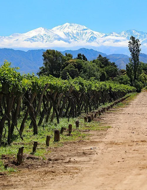 Vineyard with the snow-capped Andes in the background