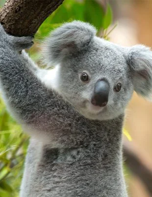 Koala clinging to a branch