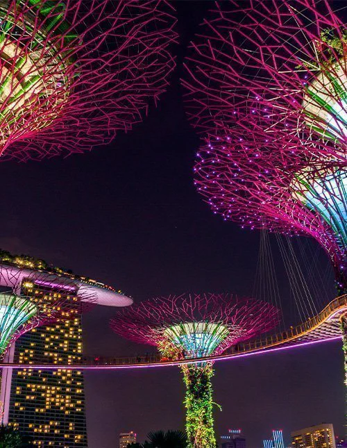 The illuminated Supertrees in Singapore light up the night sky.