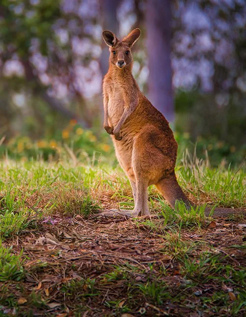 Australian Red kangaroo