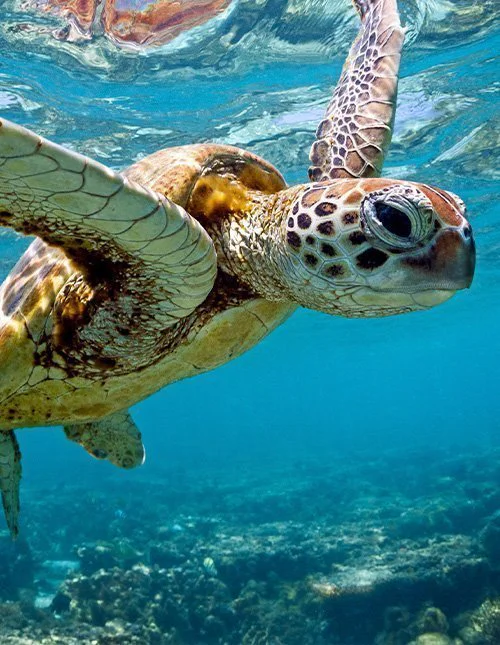 Sea turtle swimming in the sea