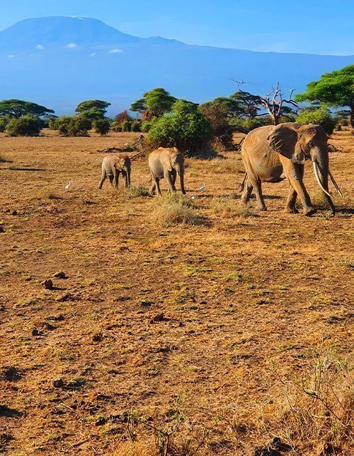 A herd of elephants crosses the savannah with Kilimanjaro in the background.