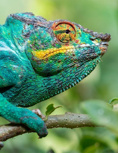 Panther chameleon close to Andasibe Mantadia National Park in Madagascar