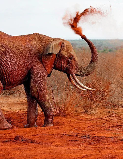 Elephant Showering itself with Red Dust in Tsavo East, Kenya