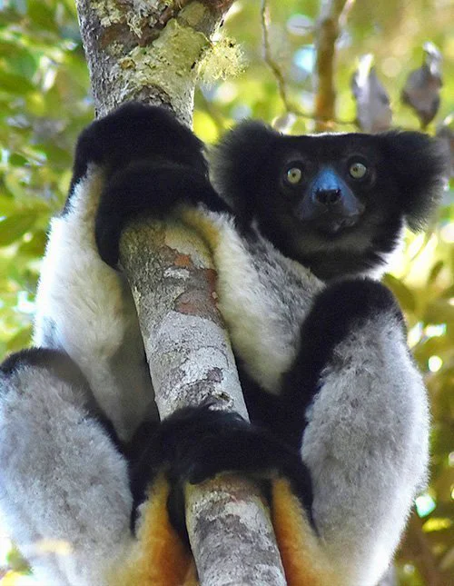 A lemur clings to a tree in Madagascar