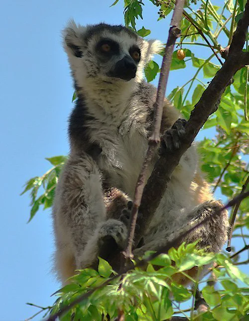 A lemur sits in a tree