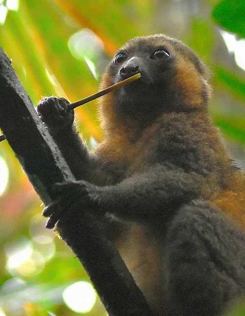A lemur sits on a branch, eating bamboo, in Ranomafana National Park, Madagascar