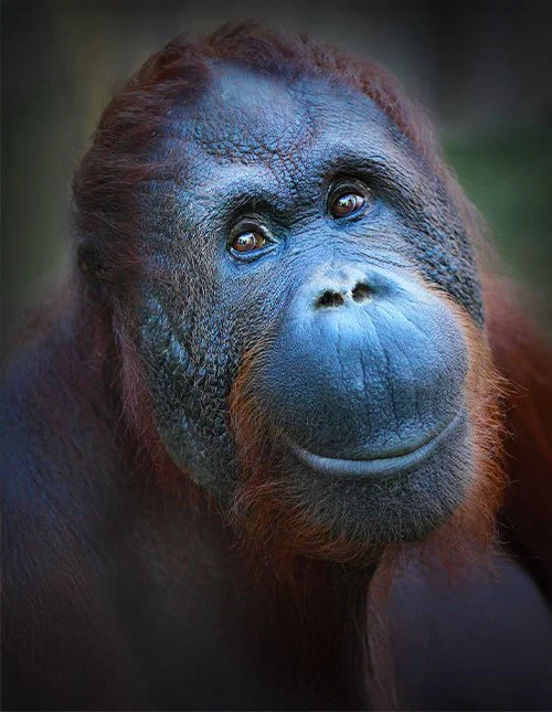 Close-up of a cute orangutan