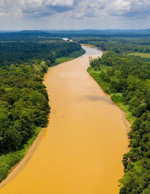 Aerial drone view of Kinabatangan River, Borneo 