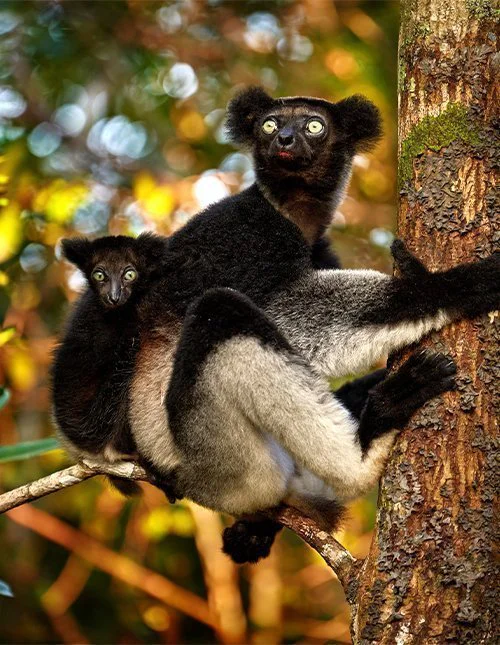 A lemur with its baby clings to a tree in Madagascar