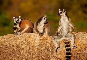 Ring-tailed lemurs hang out in Madagascar