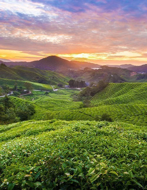 Beautiful sunrise at Sungai Palas Tea Plantation, Cameron Highlands, Malaysia