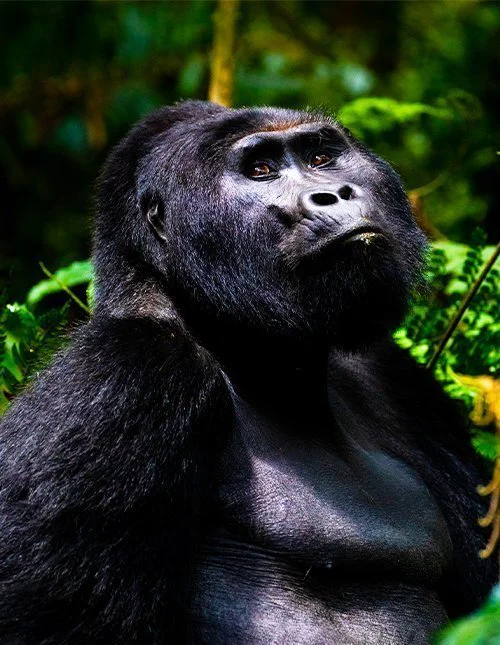 Gorilla at Bwindi Impenetrable Forest